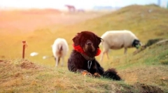 Tibetan mastiff (foto): mudrost iz dubine stoljeća i izvanredne predanosti